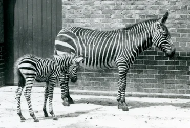 A Mountain Zebra with Her Hybrid Foal (Chapman